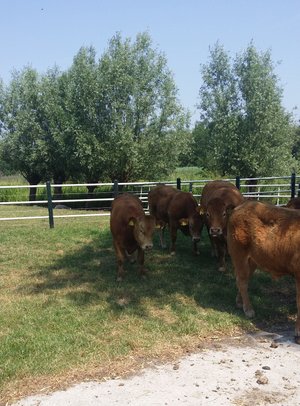 De koeien op het weiland achter onze kraam